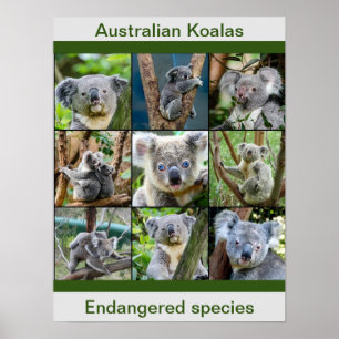 Australian Koalas, Endangered species ポスター
