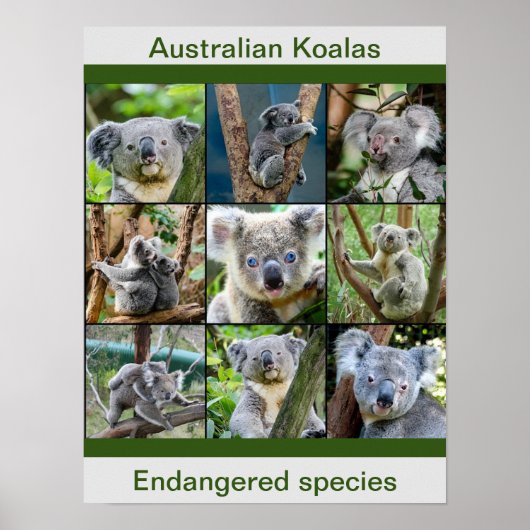 Australian Koalas, Endangered species ポスター (正面)