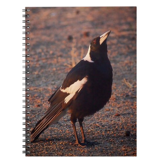 Australian Magpieノートブック ノートブック (正面)