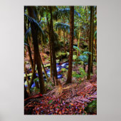 Australian Rainforest ポスター (正面)