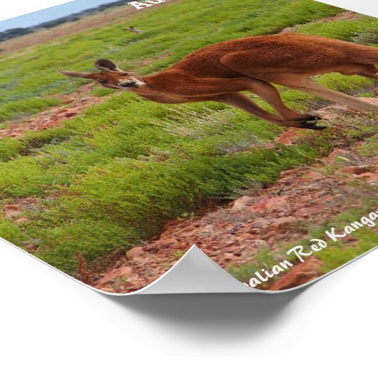 Australian Red Kangarooのポスター ポスター (角)