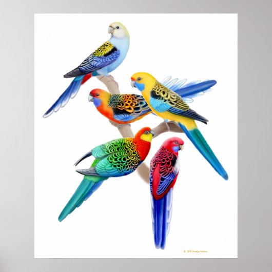 Australian Rosella Parrots Print ポスター (正面)