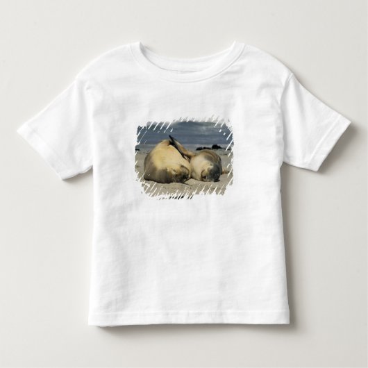 Australian Sea Lions, Neophoca cinea), トドラーTシャツ (正面)