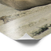 Australian Sea Lions, Neophoca cinea), フォトプリント (角)