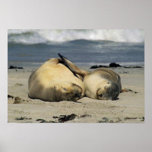 Australian Sea Lions, Neophoca cinea), ポスター (正面)