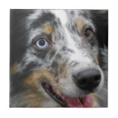 australian-shepherd-32.jpg タイル (正面)