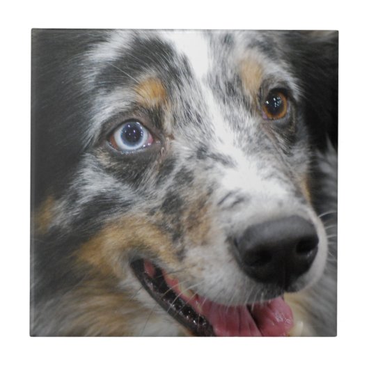 australian-shepherd-32.jpg タイル (正面)