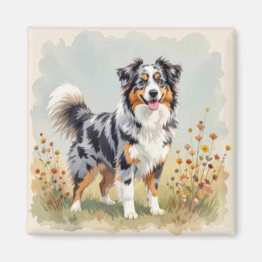 Australian Shepherd Dog Merle Long Tail マグネット (正面)