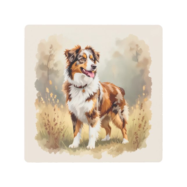 Australian Shepherd Dog Red Merle Aussie メタルプリント (正面)