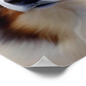 Australian Shepherd Kopf - ポスター (角)