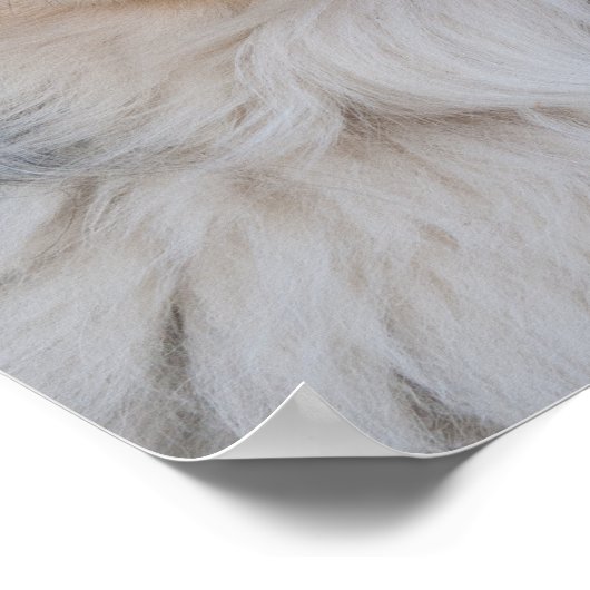 Australian Shepherd Mix Close Up Photograph ポスター (角)