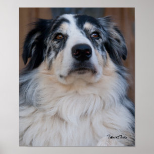 Australian Shepherd Mix Close Up Photograph ポスター