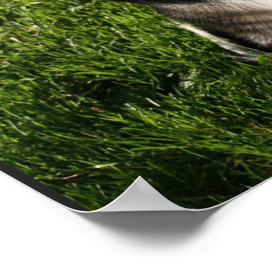 Australian Shepherd Photo Poster ポスター (角)