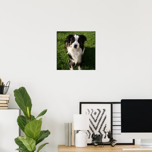 Australian Shepherd Photo Poster ポスター (ホームオフィス)