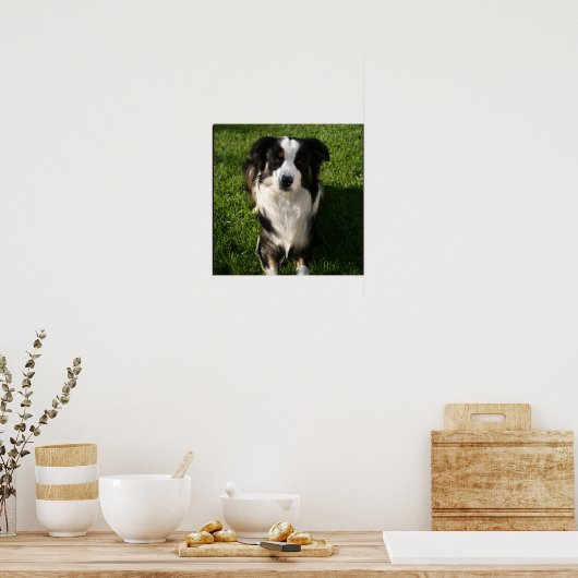 Australian Shepherd Photo Poster ポスター (キッチン)