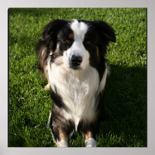 Australian Shepherd Photo Poster ポスター (正面)