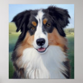 Australian Shepherd Portrait  -  ポスター (正面)