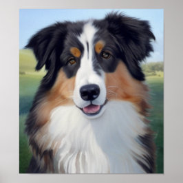 Australian Shepherd Portrait  -  ポスター