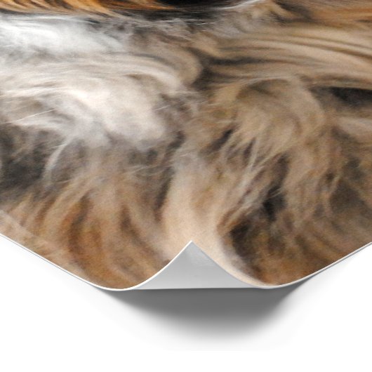 Australian Shepherd Portrait Fine Art Print ポスター (角)