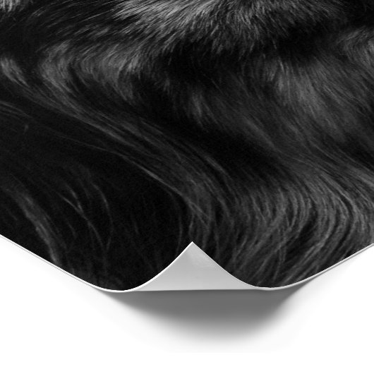 Australian Shepherd Poster ポスター (角)