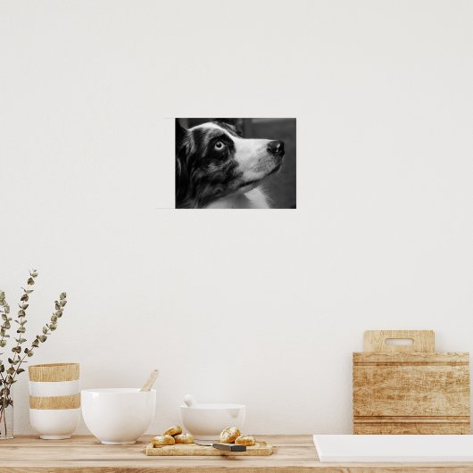 Australian Shepherd Poster ポスター (キッチン)