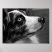 Australian Shepherd Poster ポスター (正面)