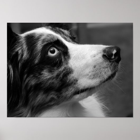 Australian Shepherd Poster ポスター (正面)