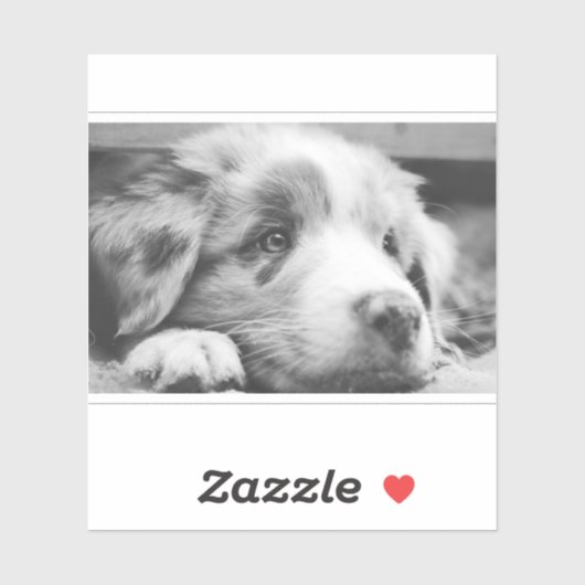 australian shepherd puppy bw シール (シート)
