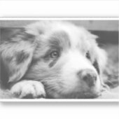 australian shepherd puppy bw シール (正面)