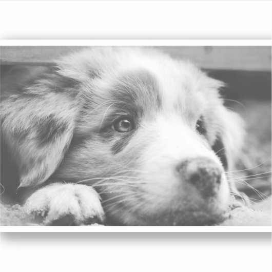 australian shepherd puppy bw シール (正面)