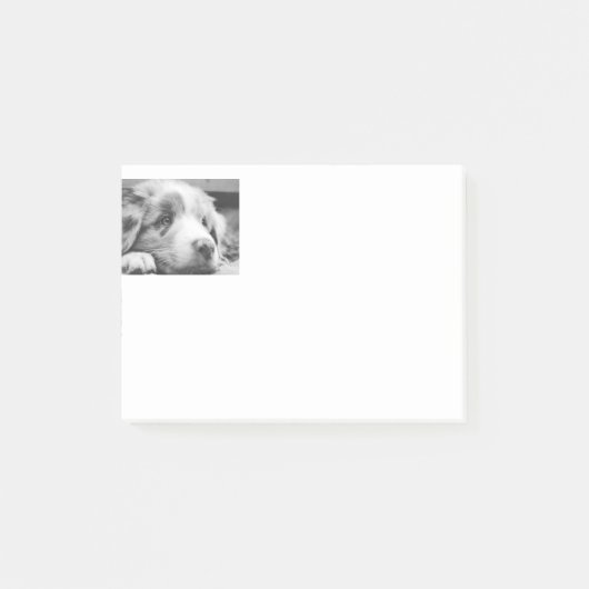 australian shepherd puppy bw ポストイット (正面)