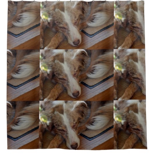 australian shepherd red merle sleeping シャワーカーテン (正面)