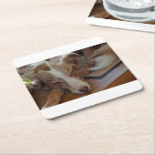 australian shepherd red merle sleeping スクエアペーパーコースター (アングル)