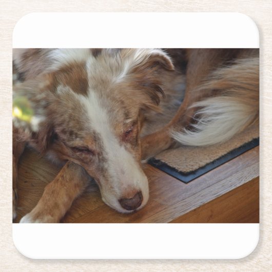 australian shepherd red merle sleeping スクエアペーパーコースター (正面)