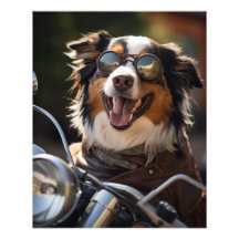 Australian Shepherd riding a motorcycle - Poster