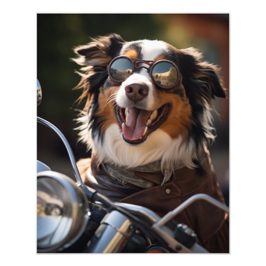 Australian Shepherd riding a motorcycle - Poster フォトプリント (正面)