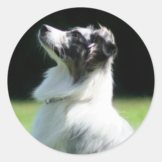Australian Shepherd stickers ラウンドシール (正面)