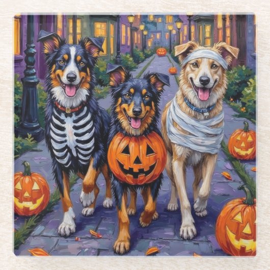 Australian Shepherd Trick-or-Treating in Halloween ガラスコースター (正面)