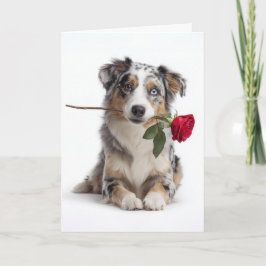 Australian Shepherd Valentine カード