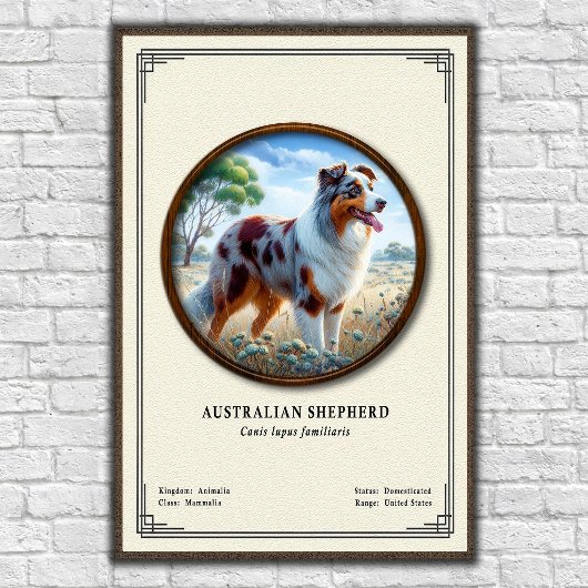 Australian Shepherd Zoology Series ポスター