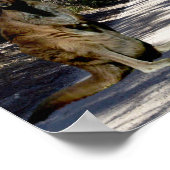 Australian Wallaby On Road，ポスター ポスター (角)