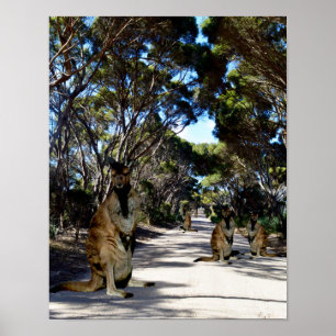 Australian Wallaby On Road,ポスター ポスター
