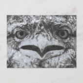 Australian Wildlife, Nature's Curmudgeon, Animal ポストカード (正面)