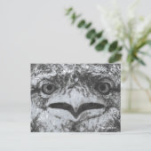 Australian Wildlife, Nature's Curmudgeon, Animal ポストカード (スタンド正面)