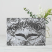 Australian Wildlife, Nature's Curmudgeon, Animal 招待状 (スタンド正面)