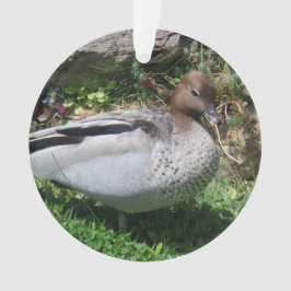 Australian Wood Duck in Tranquil Garden オーナメント