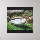 Australian Wood Duck in Tranquil Garden キャンバスプリント (正面)