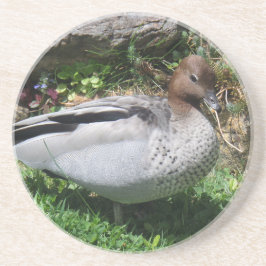 Australian Wood Duck in Tranquil Garden コースター