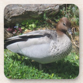 Australian Wood Duck in Tranquil Garden コースター (正面)