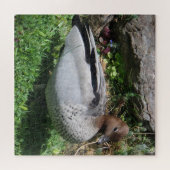 Australian Wood Duck in Tranquil Garden ジグソーパズル (横)